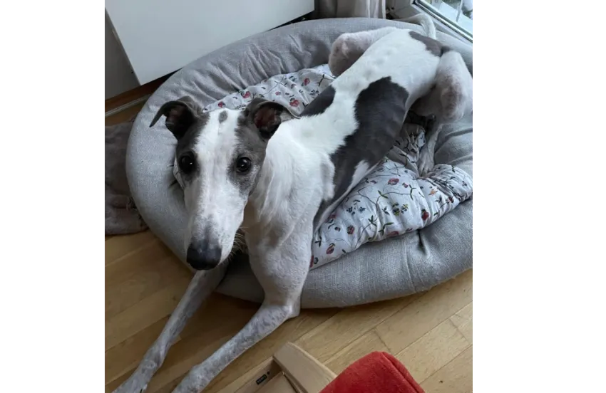 Greyhound Dan