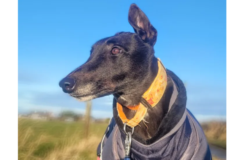 Greyhound Sadie