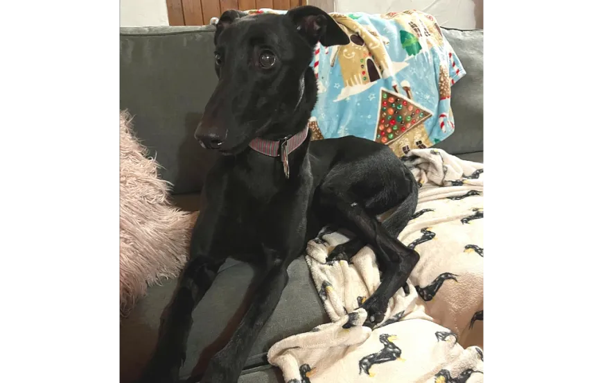 Greyhound Georgie