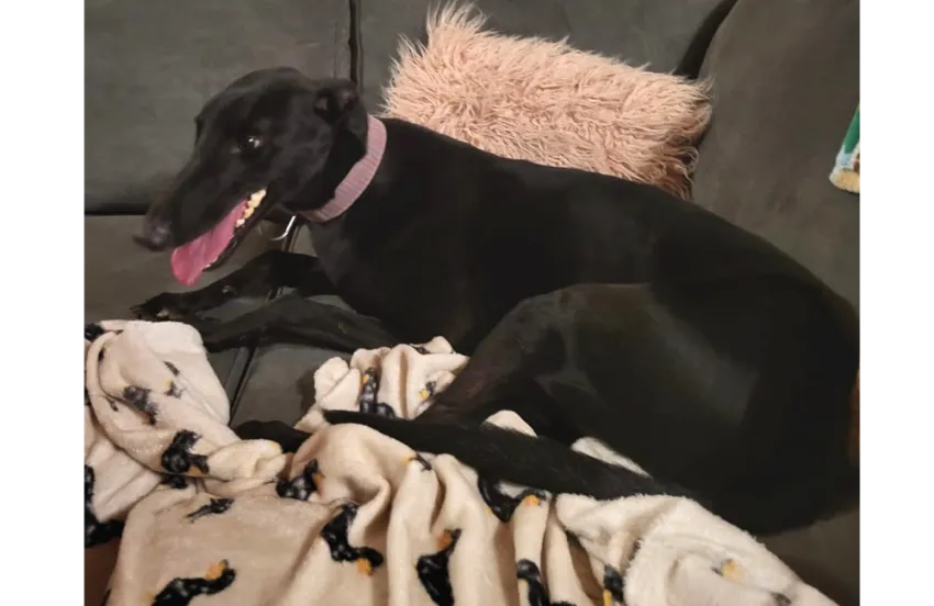 Greyhound Georgie