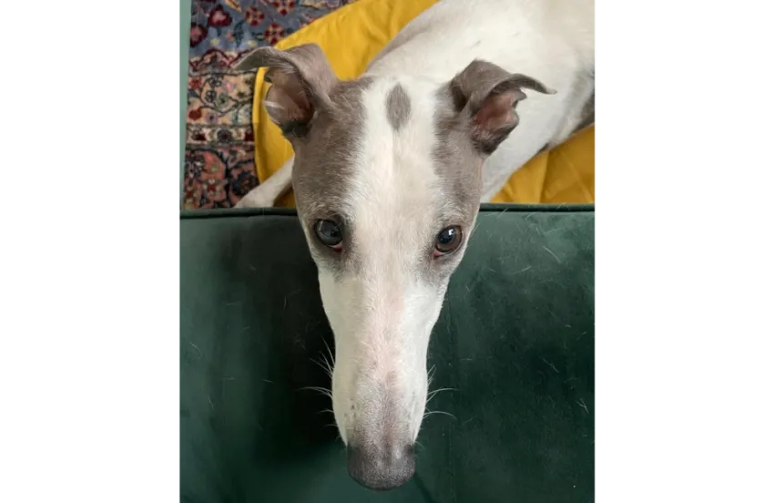 Greyhound Dan