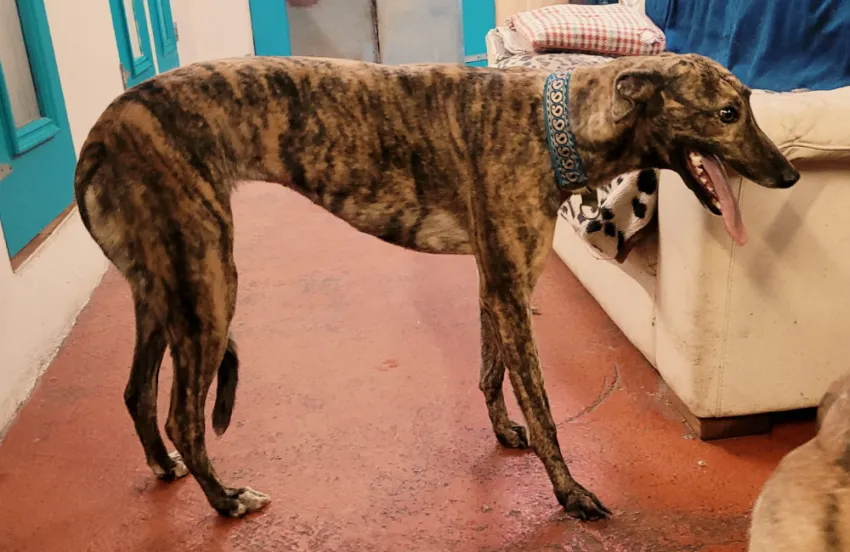 Greyhound Kitty