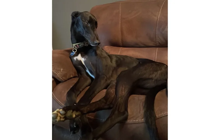 Greyhound Conan