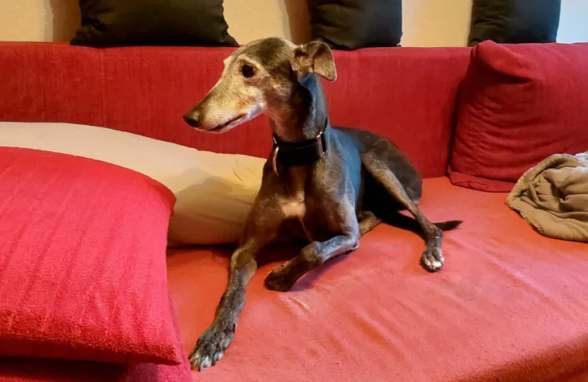 Greyhound Polly