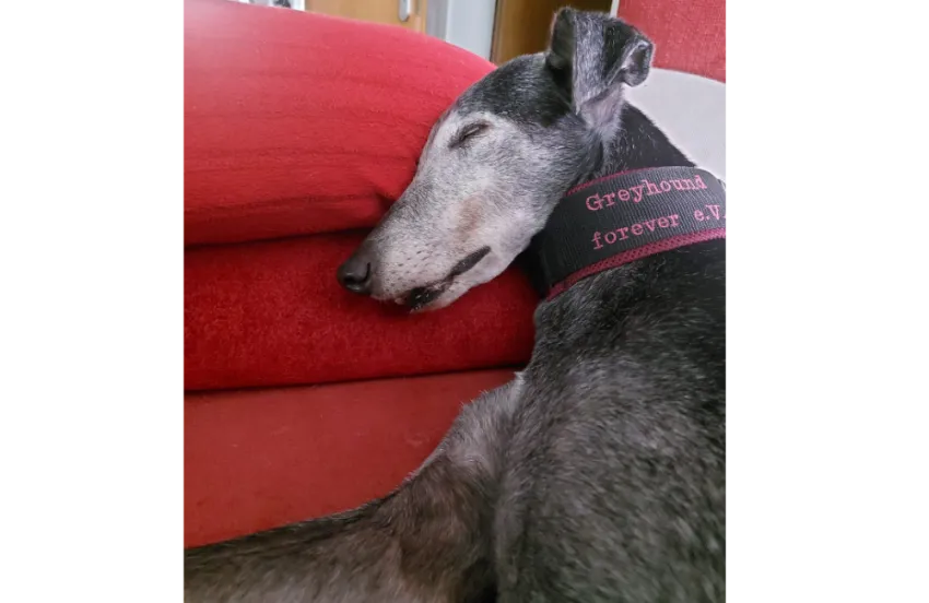 Greyhound Polly
