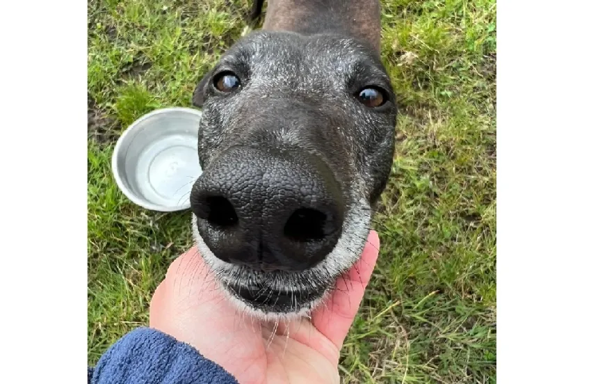 Greyhound Betty