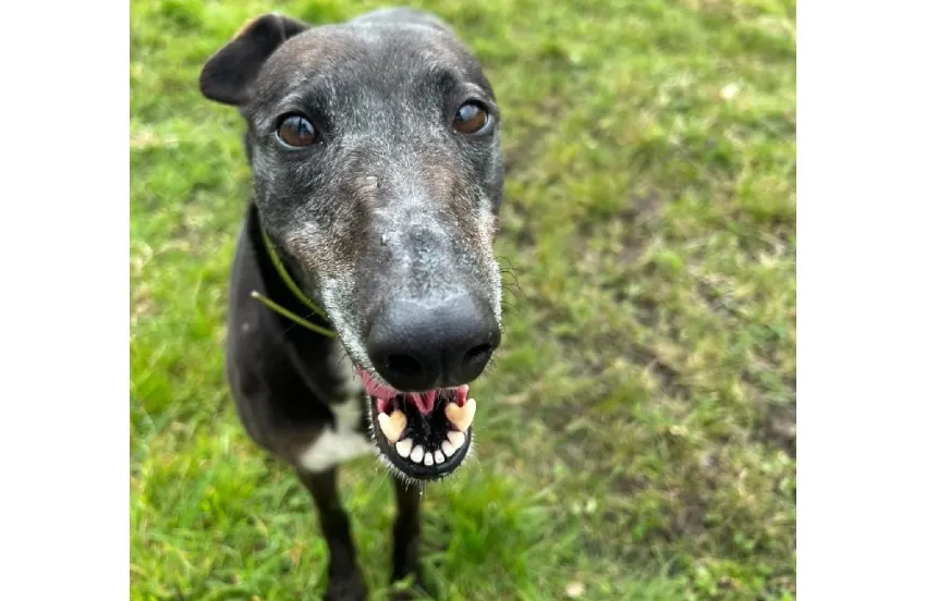 Greyhound Betty
