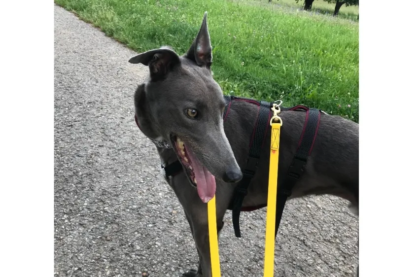 Greyhound Gunther