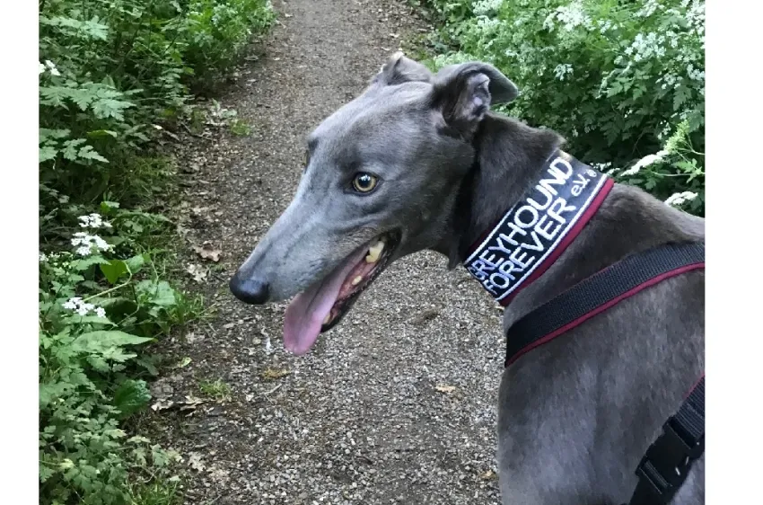 Greyhound Gunther