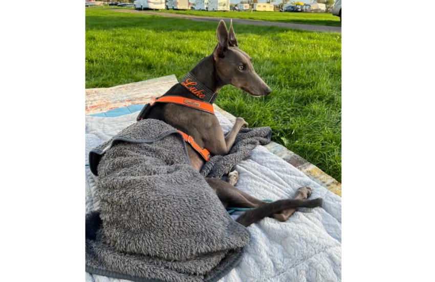 Greyhound Gunther