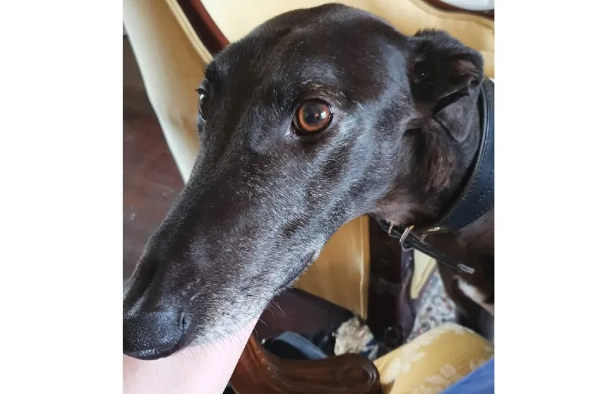 Greyhound Argos