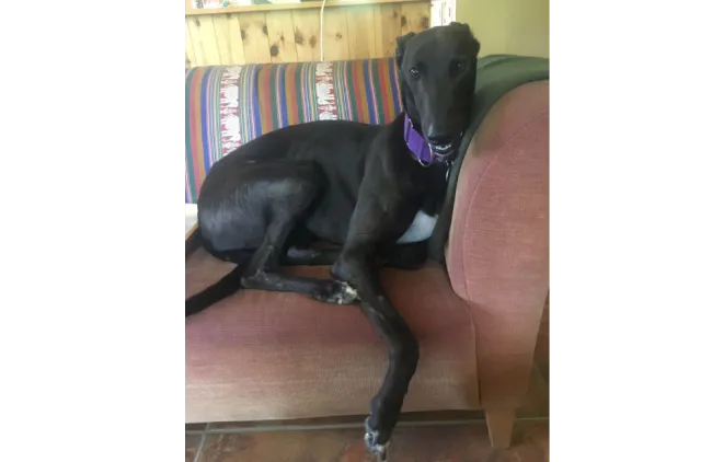 Greyhound Pepper