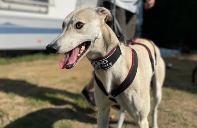 Greyhound Ban
