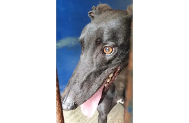 Greyhound Wyatt