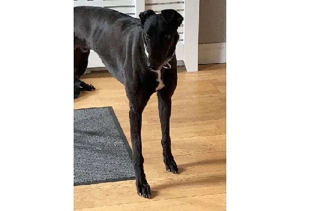 Greyhound Robbie