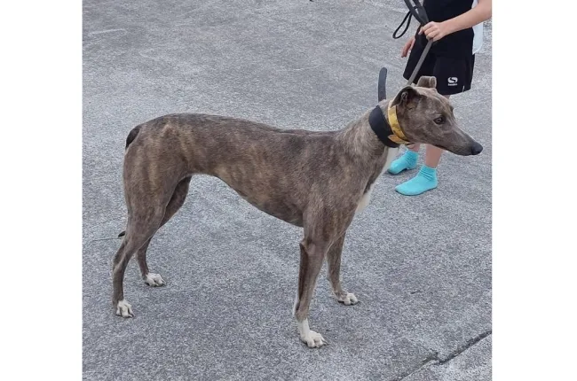 Greyhound Katie