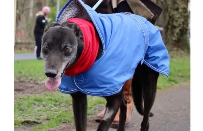 Greyhound Maisy