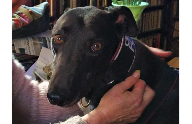 Greyhound Gary