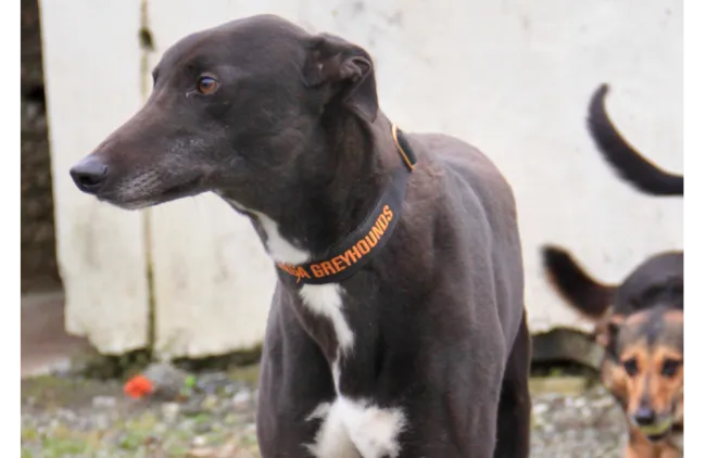 Greyhound Gary