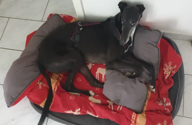 Greyhound Bruce