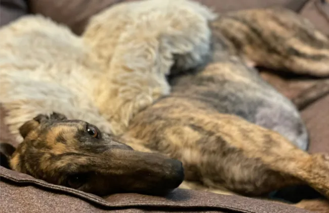Greyhound Flossy
