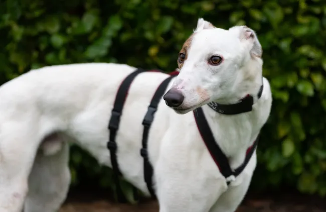 Greyhound Pudsy