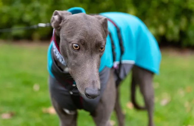 Greyhound Lana