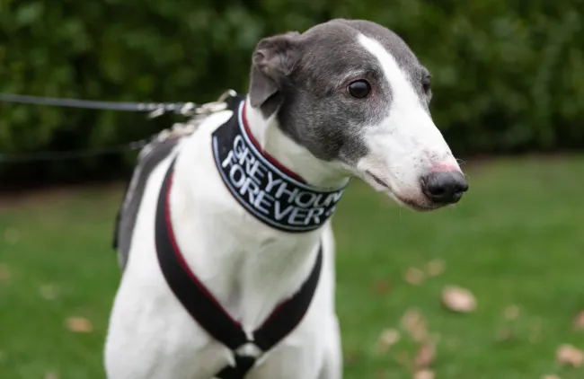 Greyhound Orla