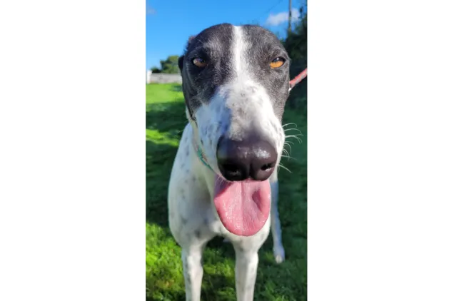 Greyhound Aspen