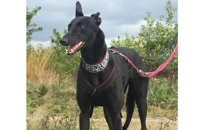 Greyhound Lucy