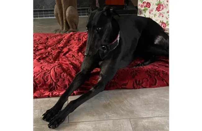 Greyhound Bart (black)