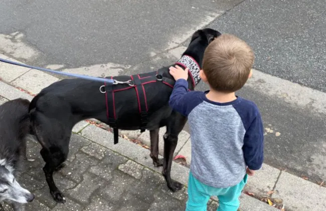 Greyhound Bart (black)