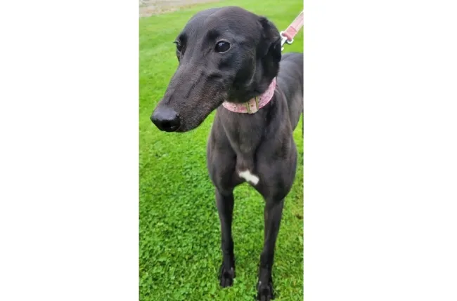Greyhound Maggie