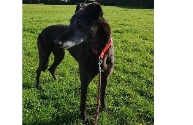 Greyhound Remy