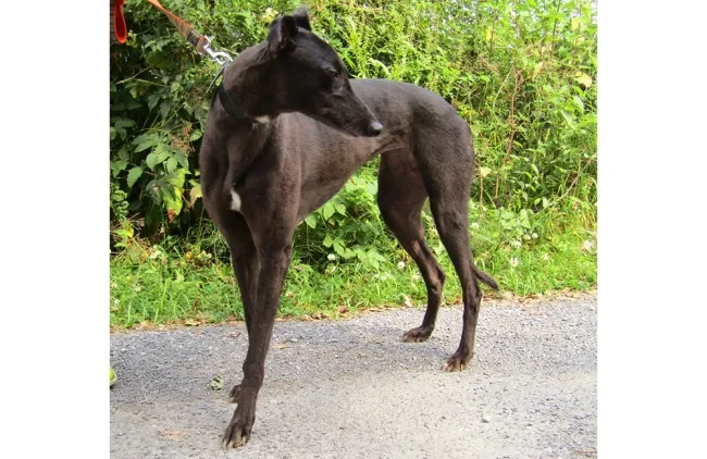 Greyhound Beag
