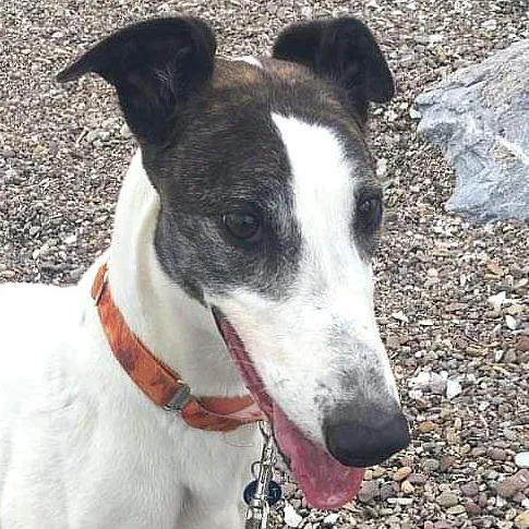 Greyhound Andre