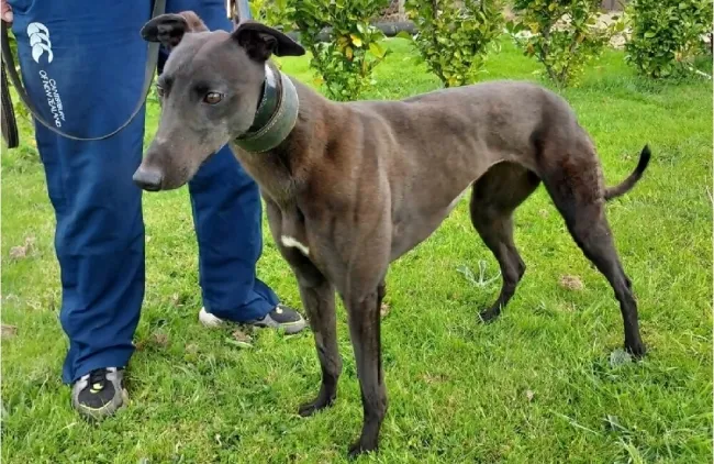 Greyhound Gracie