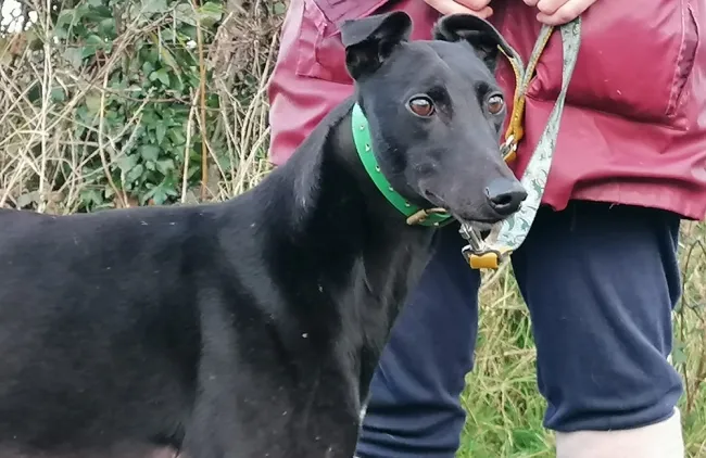 Greyhound Ciara
