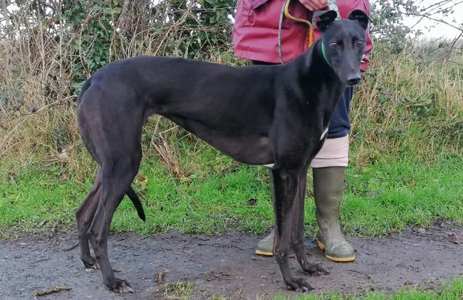 Greyhound Ciara