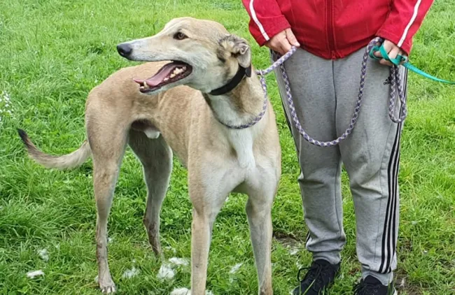 Greyhound Vinnie