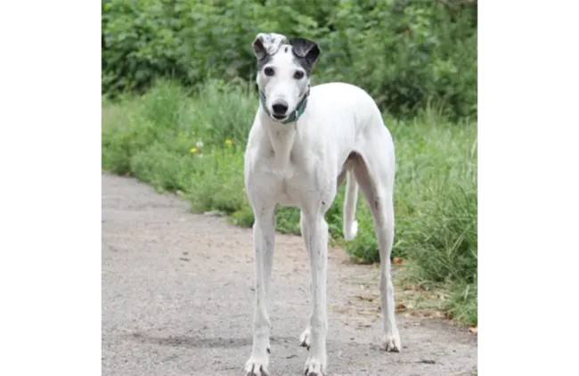 Greyhound Tobias