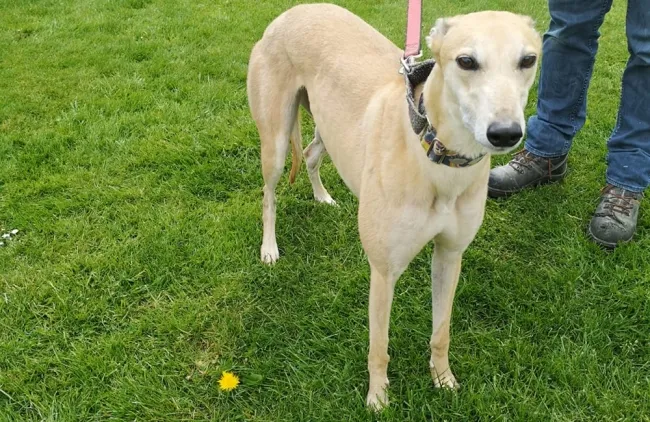 Greyhound Sandie
