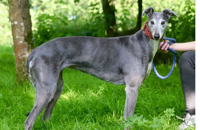 Greyhound Kylie
