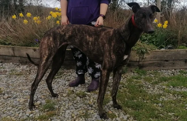 Greyhound Lucy