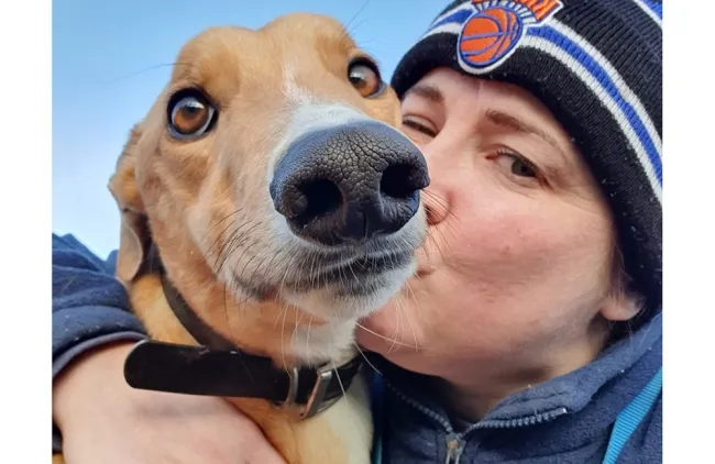 Greyhound Harry fawn