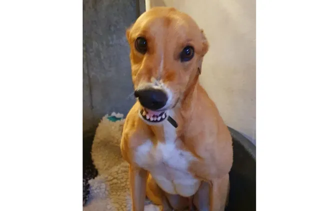 Greyhound Harry fawn