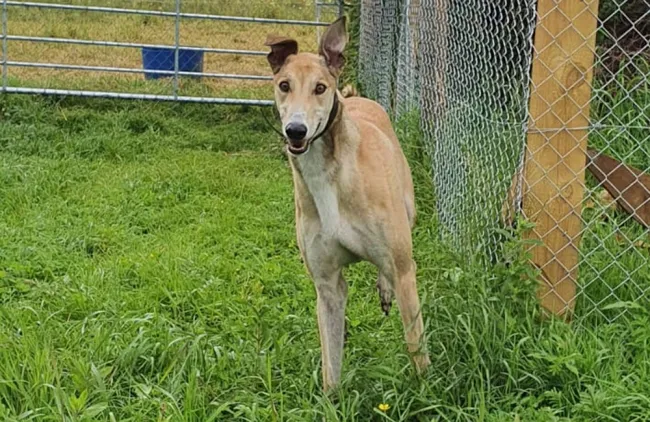 Greyhound Vinnie