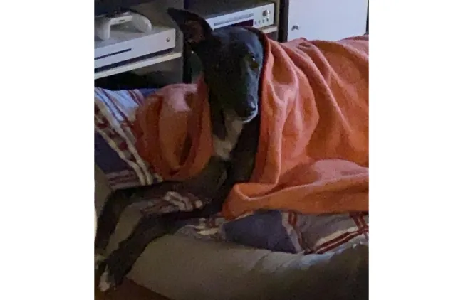 Greyhound Norman