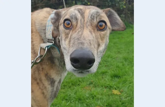Greyhound Lana brindle