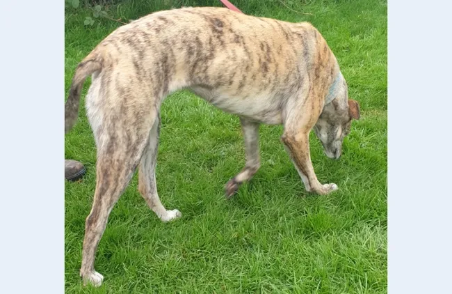Greyhound Lana brindle